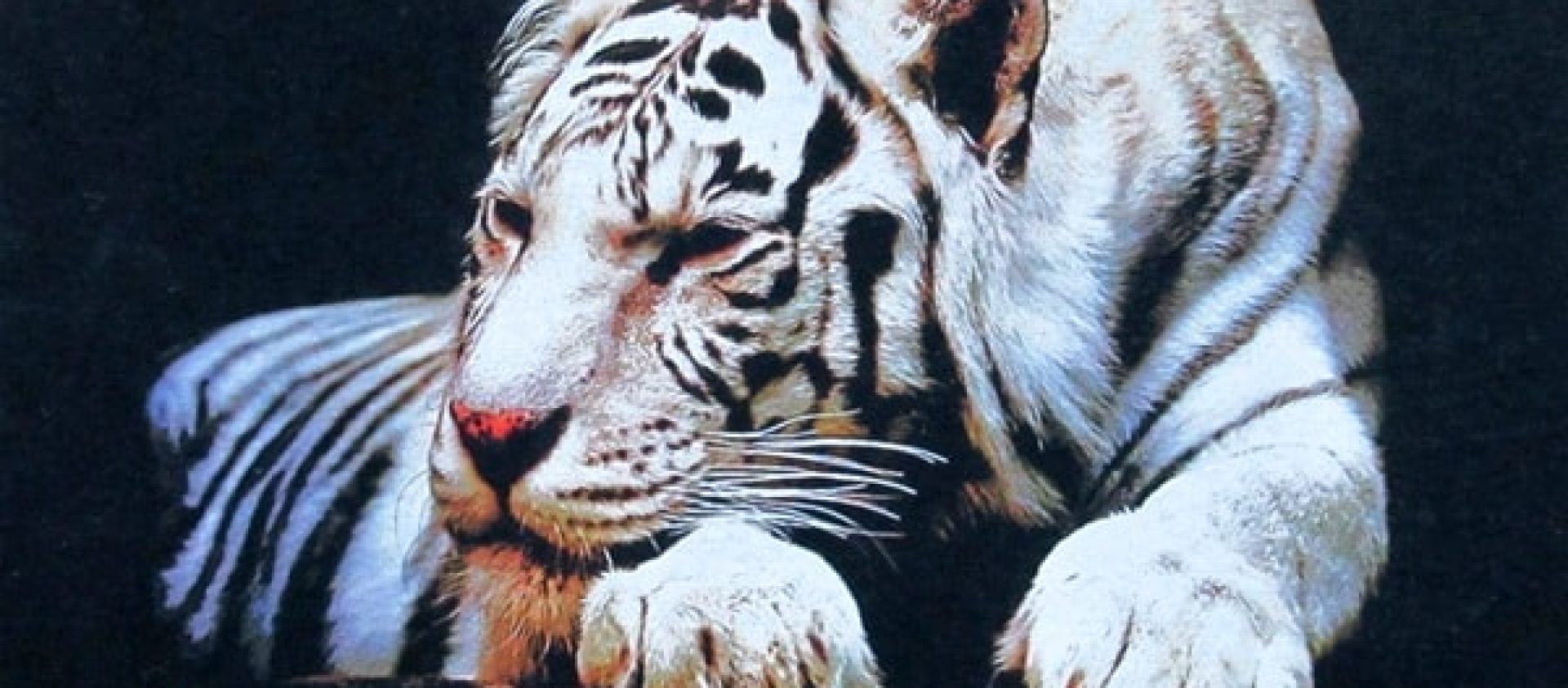 DTG-Tiger-Sample-Dusty